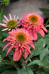 Double Scoop Cranberry Coneflower (Echinacea 'Balscanery') at A Very Successful Garden Center