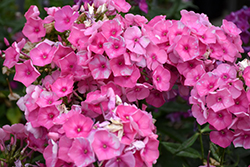 Bubble Gum Pink Garden Phlox (Phlox paniculata 'Ditomfra') at A Very Successful Garden Center