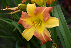 EveryDaylily Yellow Punch Daylily (Hemerocallis 'VER00204') at A Very Successful Garden Center