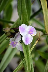 Pink Chablis Spiderwort (Tradescantia x andersoniana 'Pink Chablis') at Stonegate Gardens
