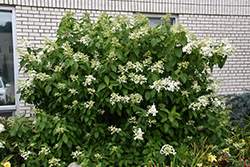 Great Star Hydrangea (Hydrangea paniculata 'Le Vasterival') at A Very Successful Garden Center