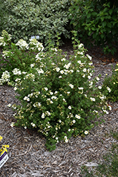 Creme Brulee Potentilla (Potentilla fruticosa 'Bailbrule') at A Very Successful Garden Center