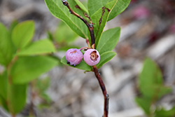Pink Popcorn Blueberry (Vaccinium corymbosum 'MNPINK1') at A Very Successful Garden Center