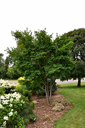 Korean Maple (Acer pseudosieboldianum) at A Very Successful Garden Center