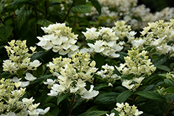 White Diamonds Hydrangea (Hydrangea paniculata 'HYPMAD I') at A Very Successful Garden Center