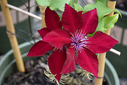 Boulevard Nubia Clematis (Clematis 'Evipo079') at A Very Successful Garden Center