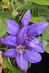 Boulevard Parisienne Clematis (Clematis 'Evipo019') at Stonegate Gardens