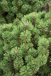 Winchester Dwarf Mugo Pine (Pinus mugo 'Winchester Dwarf') at Stonegate Gardens