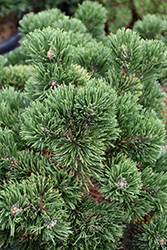 Jakobsen Mugo Pine (Pinus mugo 'Jakobsen') at Stonegate Gardens