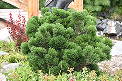 Jakobsen Mugo Pine (Pinus mugo 'Jakobsen') at Stonegate Gardens