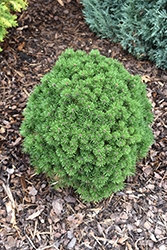 Winchester Compact Mugo Pine (Pinus mugo 'Winchester Compact') at A Very Successful Garden Center