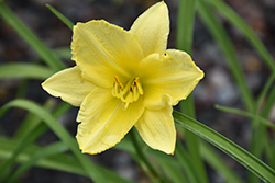 Happy Ever Appster Big Time Happy Daylily (Hemerocallis 'Big Time Happy') at Stonegate Gardens