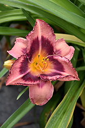 Happy Ever Appster Just Plum Happy Daylily (Hemerocallis 'Just Plum Happy') at Lakeshore Garden Centres