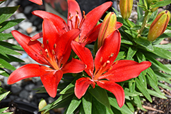 Fantasiatic Red Lily (Lilium 'Fantasiatic Red') at Stonegate Gardens