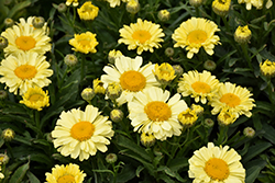 Realflor Real Sunbeam Shasta Daisy (Leucanthemum x superbum 'Real Sunbeam') at Stonegate Gardens