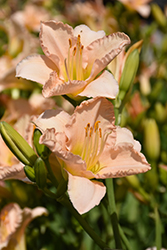 Lullaby Baby Daylily (Hemerocallis 'Lullaby Baby') at A Very Successful Garden Center
