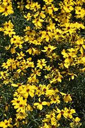 Imperial Sun Tickseed (Coreopsis 'Imperial Sun') at Lakeshore Garden Centres