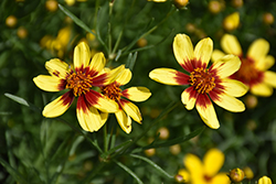 Bengal Tiger Tickseed (Coreopsis 'Bengal Tiger') at A Very Successful Garden Center