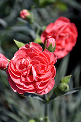 Devon Cottage Rosie Cheeks Pinks (Dianthus 'Valda Louise') at A Very Successful Garden Center