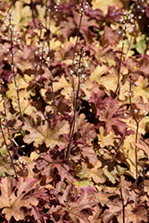 Autumn Cascade Foamy Bells (Heucherella 'Autumn Cascade') at A Very Successful Garden Center