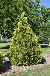 Yellow Ribbon Arborvitae (Thuja occidentalis 'Yellow Ribbon') at Green Thumb Garden Centre