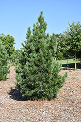 Chalet Swiss Stone Pine (Pinus cembra 'Chalet') at A Very Successful Garden Center