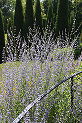 Longin Russian Sage (Perovskia atriplicifolia 'Longin') at Stonegate Gardens