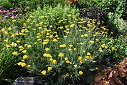 Altgold Yarrow (Achillea 'Altgold') at A Very Successful Garden Center