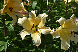 Golden Stargazer Lily (Lilium 'Golden Stargazer') at A Very Successful Garden Center