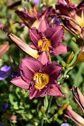 Purple de Oro Daylily (Hemerocallis 'Purple de Oro') at A Very Successful Garden Center