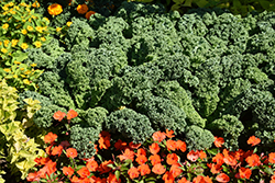 Prizm Kale (Brassica oleracea var. sabellica 'Prizm') at A Very Successful Garden Center