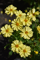 Leading Lady Lauren Tickseed (Coreopsis 'Leading Lady Lauren') at A Very Successful Garden Center