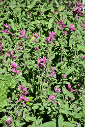 Pink Sundae Salvia (Salvia viridis 'Pink Sundae') at A Very Successful Garden Center