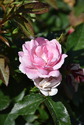Pinktopia Rose (Rosa 'Balmas') at A Very Successful Garden Center