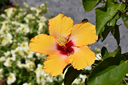 Cherie Hibiscus (Hibiscus rosa-sinensis 'Cherie') at Lakeshore Garden Centres