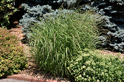 Red Switch Grass (Panicum virgatum 'Rotstrahlbusch') at A Very Successful Garden Center