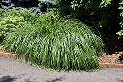 National Arboretum Fountain Grass (Pennisetum alopecuroides 'National Arboretum') at A Very Successful Garden Center