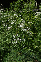 Wild Quinine (Parthenium integrifolium) at A Very Successful Garden Center