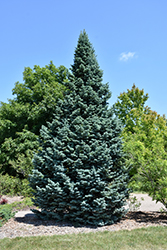 Arizona Compact Rocky Mountain Fir (Abies lasiocarpa 'Arizonica Compacta') at Stonegate Gardens