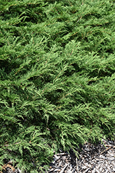 Northern Pride Russian Cypress (Microbiota decussata 'Northern Pride') at Stonegate Gardens