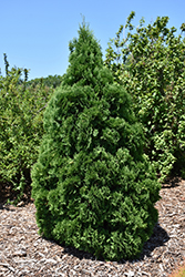 Holmstrup Arborvitae (Thuja occidentalis 'Holmstrup') at The Mustard Seed