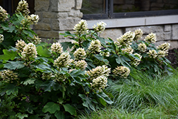 Munchkin Hydrangea (Hydrangea quercifolia 'Munchkin') at Stonegate Gardens
