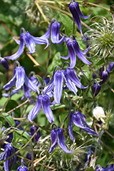 Solitary Clematis (Clematis integrifolia) at A Very Successful Garden Center