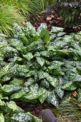 Sissinghurst White Lungwort (Pulmonaria 'Sissinghurst White') at A Very Successful Garden Center