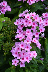 Pixie Twinkle Garden Phlox (Phlox paniculata 'Pixie Twinkle') at A Very Successful Garden Center