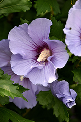 Blue Satin Rose of Sharon (Hibiscus syriacus 'Marina') at A Very Successful Garden Center