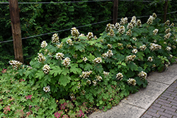 Sikes Dwarf Hydrangea (Hydrangea quercifolia 'Sikes Dwarf') at A Very Successful Garden Center
