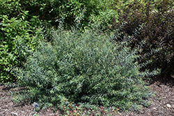 Canyon Blue Arctic Willow (Salix purpurea 'Canyon Blue') at A Very Successful Garden Center
