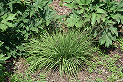 Poul Petersen Moor Grass (Molinia caerulea 'Poul Petersen') at A Very Successful Garden Center