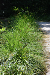 Autumn Moor Grass (Sesleria autumnalis) at A Very Successful Garden Center